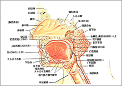 喉頭がんイメージ図