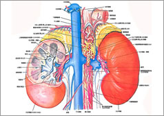 腎臓がんイメージ図