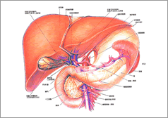 肝臓がんイメージ図